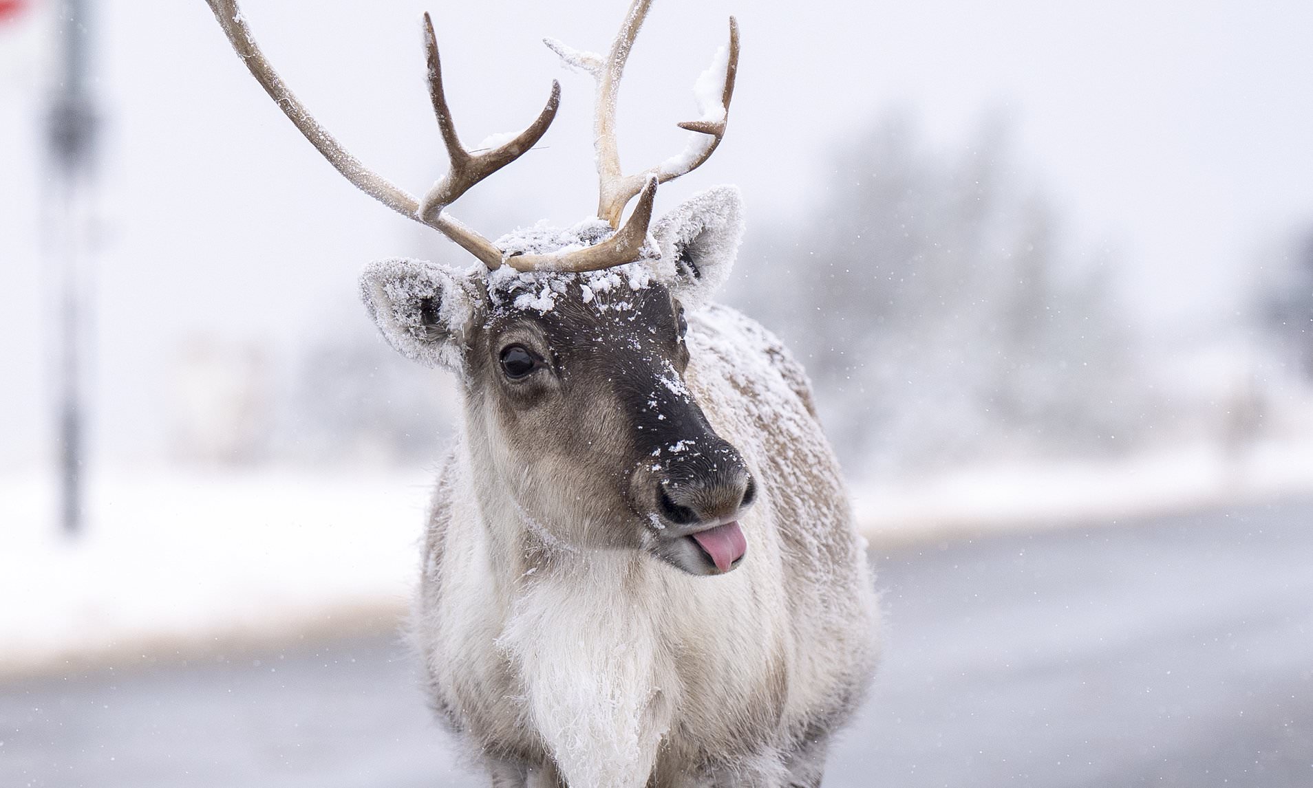 Britain’s Coziest Snowy Animal Moments in the Arctic Chill